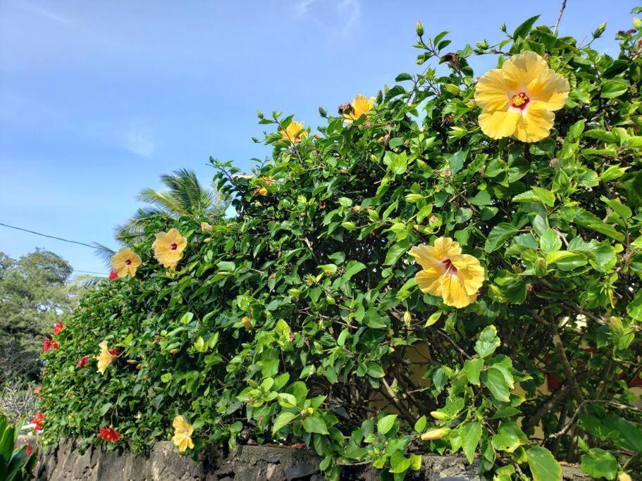 Moeʻuhane Kai Beach Front Home Hau'ula Eksteriør billede